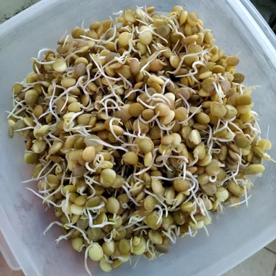 Recipe of lentil sprout on the DeliRec recipe website
