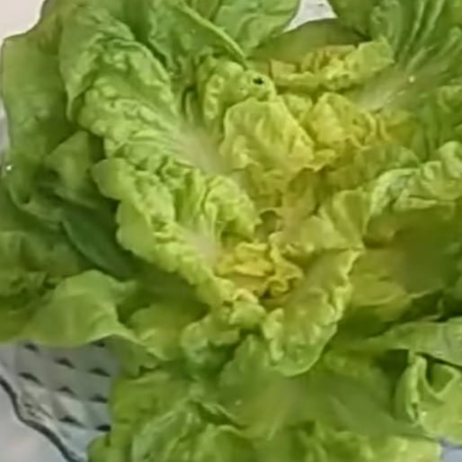 Photo of the lettuce with oil – recipe of lettuce with oil on DeliRec
