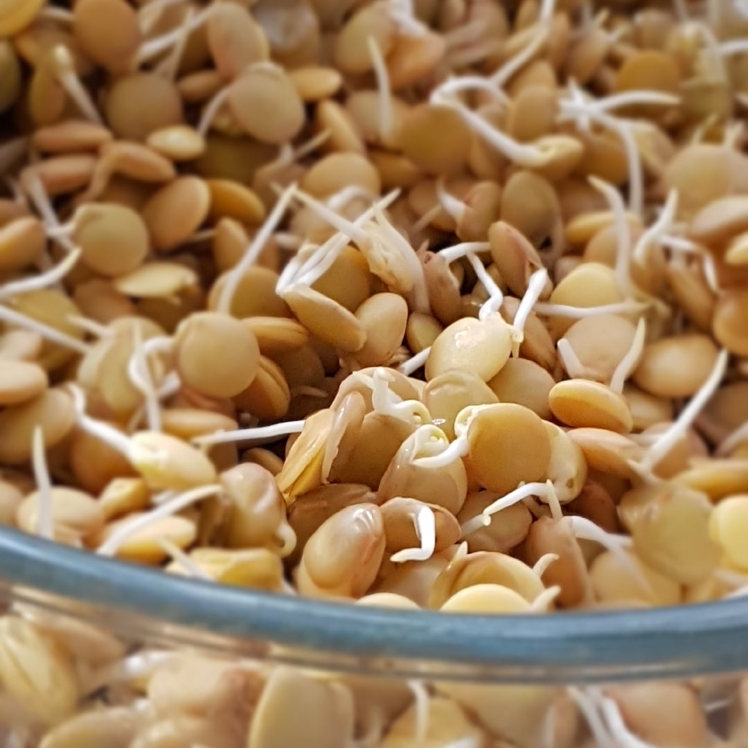 Photo of the sprouted lentil – recipe of sprouted lentil on DeliRec