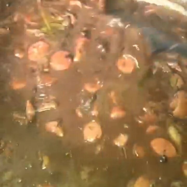 Photo of the quick feijoada – recipe of quick feijoada on DeliRec