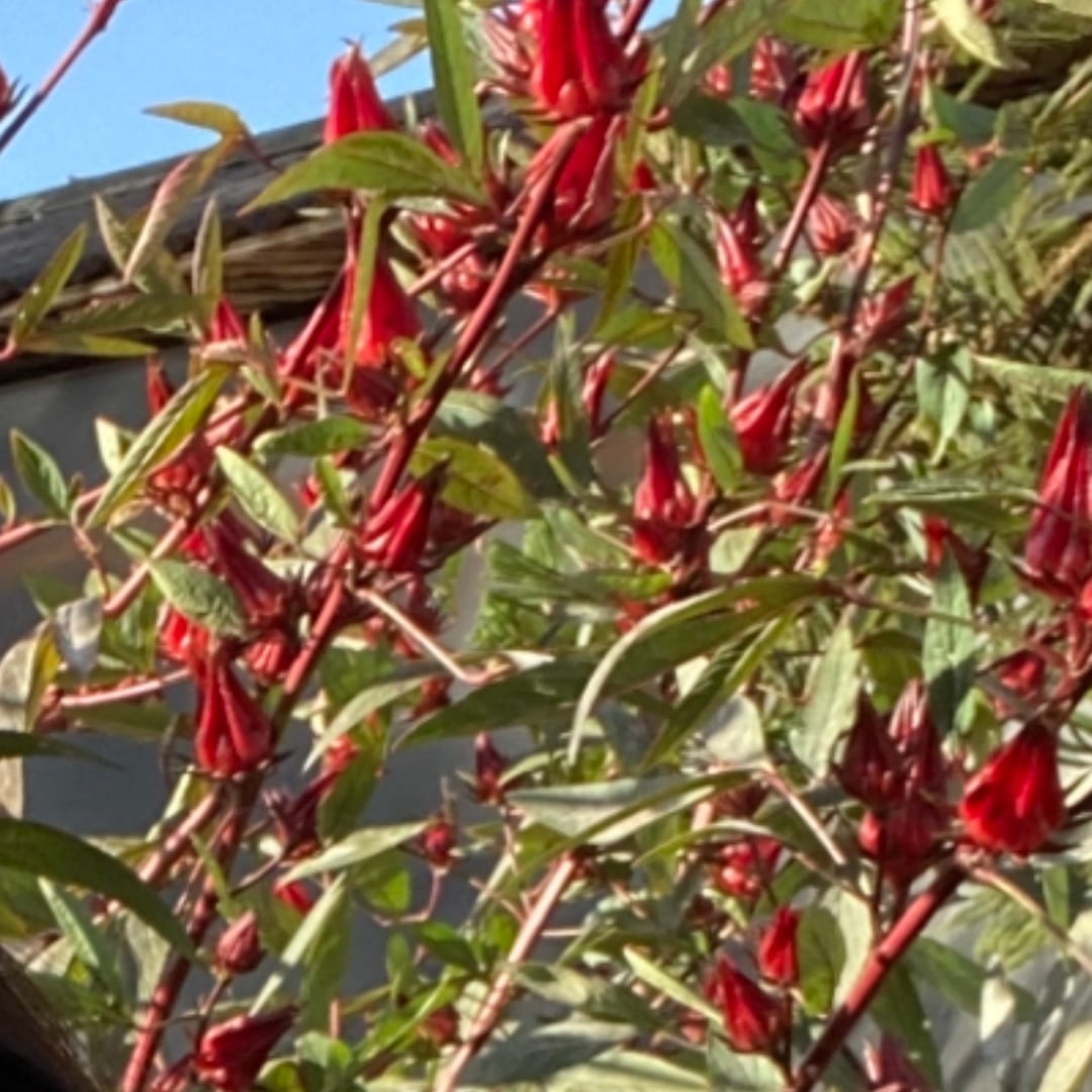 Photo of the canned hibiscus – recipe of canned hibiscus on DeliRec