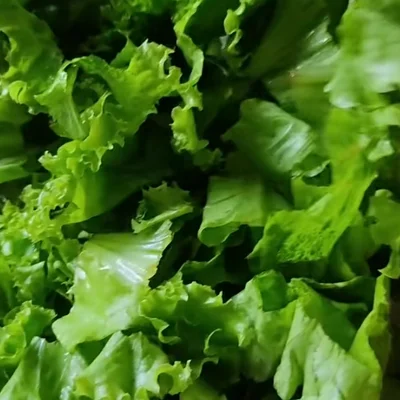 Recipe of lettuce salad on the DeliRec recipe website